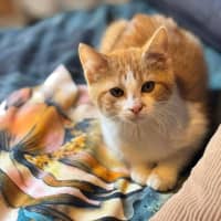 Photo of 🐾 Eleven 🐾