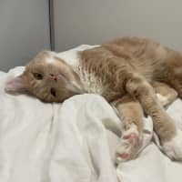 Photo of Ralphie