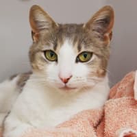 Photo of Camelia Sta013185