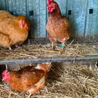 Photo of Stevie Chicks, Lady Clucka And Sheryl Crow