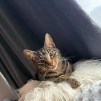 Photo of Pebbles *9 Lives Project Rescue*