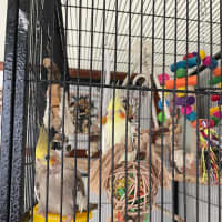 Photo of Our Little Rose Family . Kyuss Cruz And Tynan 