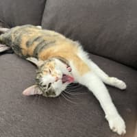 Photo of Suki