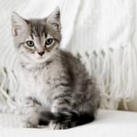 Photo of Hugo