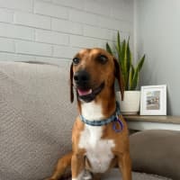 Photo of Happy   2 Year Old Dachshund X
