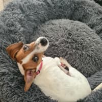Photo of Jake