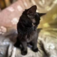Photo of Gala