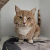 Photo of Duke Of Fuzzington