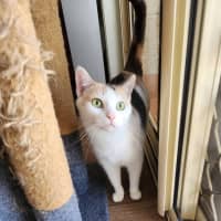 Photo of Cinnamon