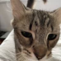 Photo of Abigail   Now Available At Pet Quarters Broadmeado