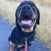 Photo of Willow