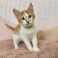 Photo of Zoe   In Foster Care In Croydon