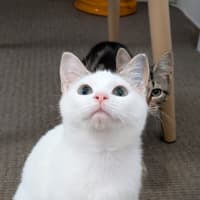 Photo of Meg