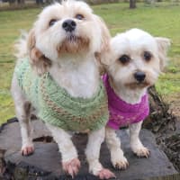Photo of Jessie And Cooper