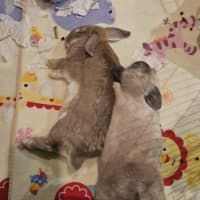 Photo of Celia / Ginger / Bonnie