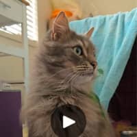 Photo of Samuel Whiskers