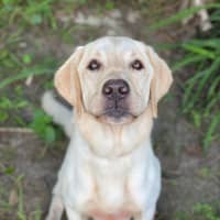 Photo of Rambo