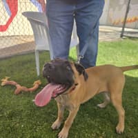 Photo of Chico