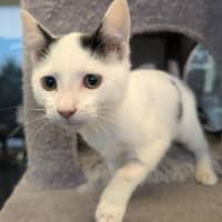 Photo of Dark Magician