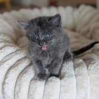 Photo of Reva