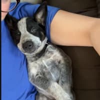 Photo of Ralphie (Now Dexter)