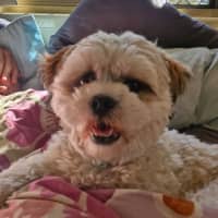 Photo of Peaches