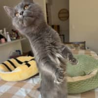 Photo of Peppercorn