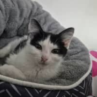 Photo of Jessie *9 Lives Project Rescue*