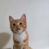 Photo of Donald Meet Me@Petstock Keysbourough Store