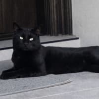 Photo of Toothless
