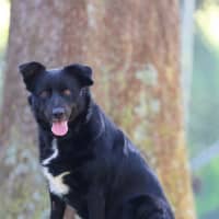 Photo of Koda