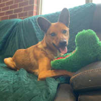 Photo of Dingo