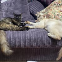 Photo of Hadley 🩷