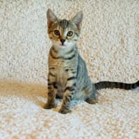 Photo of Tildy