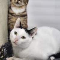 Photo of 🎈 Alba 6618 🎈