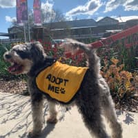Photo of Dusty
