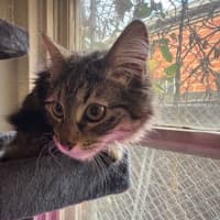 Photo of Pepper Paws