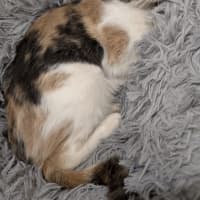 Photo of Pumpkin Nikki