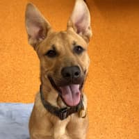 Photo of Simba