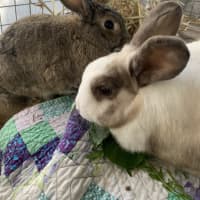 Photo of Miffy