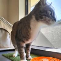 Photo of Grey