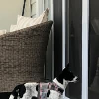 Photo of Bindi   5 Year Old Fox Terrier