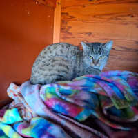 Photo of Stella