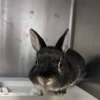 Photo of Mochi