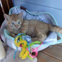 Photo of Charlie (Was Nutmeg)