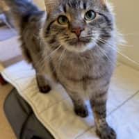 Photo of Tanuki