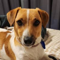 Photo of Snuggles   1 Year Old Jack Russell 