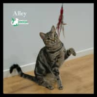 Photo of Alley
