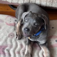 Photo of Enzo