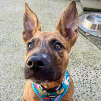 Photo of D1134 Jazzy